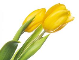 Beautiful yellow tulips photo