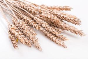 Ears of wheat or rye
