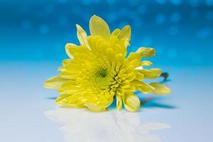 Flowers over blue bokeh background photo