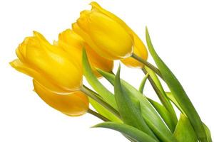 Beautiful yellow tulips photo