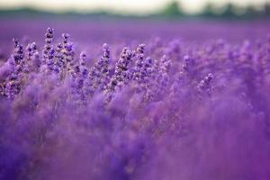 Beautiful lavender field at sunrise. Purple flower background. Blossom violet aromatic plants. photo