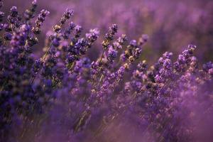Beautiful lavender field at sunrise. Purple flower background. Blossom violet aromatic plants. photo