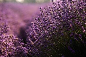 Beautiful lavender field at sunrise. Purple flower background. Blossom violet aromatic plants. photo