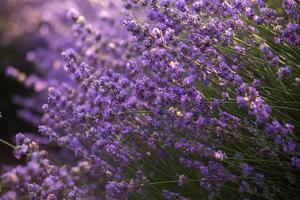 hermoso campo de lavanda al amanecer. fondo de flor morada. flor violeta plantas aromáticas. foto