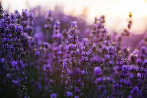 Beautiful lavender field at sunrise. Purple flower background. Blossom violet aromatic plants. photo