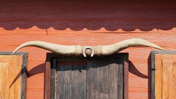 horn of a dead buffalo photo