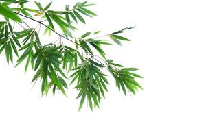 bamboo leaves on a white background photo