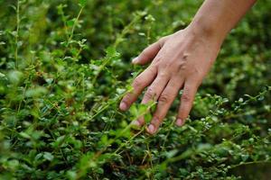 human hand touching grass. concept of saving the world photo