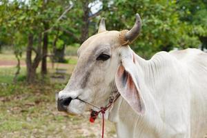 cow in the spanish cattle raising photo