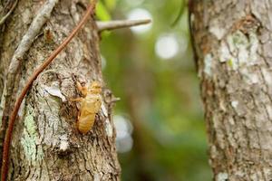 pelando cigarras en la corteza del árbol. foto