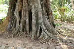 raíces de un gran árbol bodhi foto