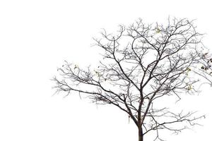 dead tree branches white background photo