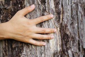 Human hands touch the bark of a tree, the concept of loving the wo photo