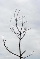 Dead Tree Branches Sky background photo