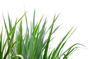 grass on a white background photo