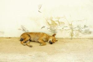 stray dog sleeps on the side of the road. tired from foraging photo