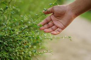 human hand touching grass. concept of saving the world photo