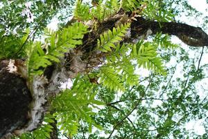 fern perched on a large tree photo