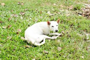 dog lying on green grass photo