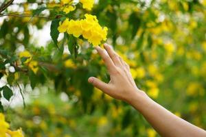 mano femenina tocando la hoja de la naturaleza con luz solar. fondo de bosque de manglares de entorno verde. concepto de entorno de calentamiento global. foto