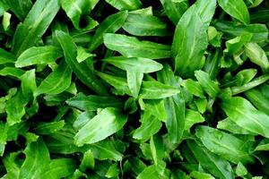 Stink Weed,Long coriander, Sawtooth coriander, Stink weed, Eryngium  in vegetable garden photo