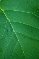 green leaf background with a beautiful leaf border pattern photo