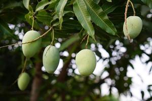 Mangoes on a tree in a farmer's garden photo