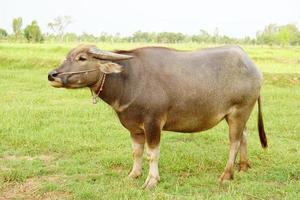 el búfalo tailandés camina para comer hierba en un campo amplio. foto