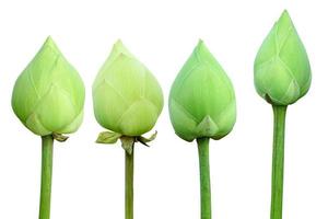 lotus flower on a white background photo