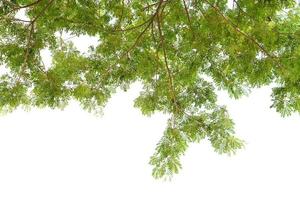 green leaves on a white background photo