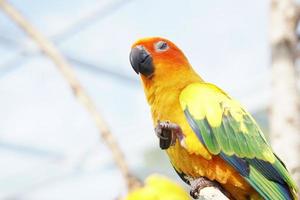 colorful parrots on a branch photo