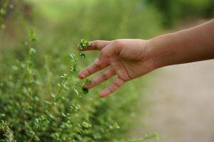 human hand touching grass. concept of saving the world photo