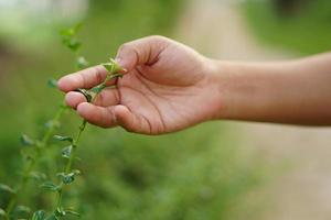 human hand touching grass. concept of saving the world photo