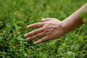 human hand touching grass. concept of saving the world photo