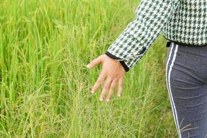 Hands farming gently touches the young rice in the paddy field, holding hands in the warm sunlight. photo