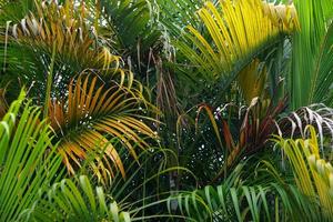 fondo de naturaleza de aventura de bosque verde, bosque tropical en filtro verde, concepto de ecología y progreso de destino foto