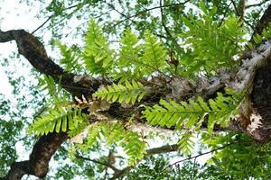 fern perched on a large tree photo