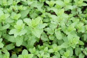 menta de cocina, menta de pantano foto