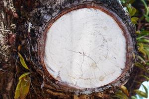 cortar el tronco de un árbol en el bosque foto