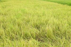 background of rice fields in the field photo