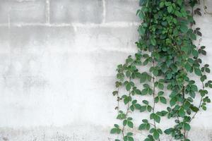 vines background on cement wall photo