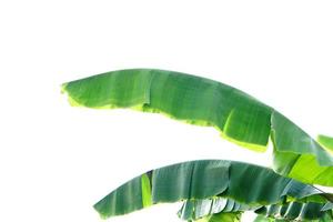 banana leaves on a white background photo