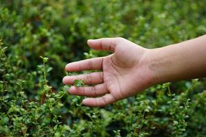 human hand touching grass. concept of saving the world photo