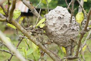 ants nest on trees looks like a circle photo