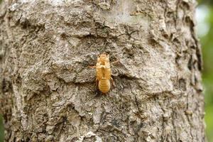 pelando cigarras en la corteza del árbol. foto