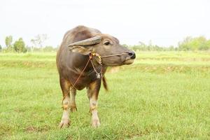 el búfalo tailandés camina para comer hierba en un campo amplio. foto