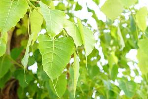 fondo verde de la hoja de bodhi el árbol donde pasó el buda foto