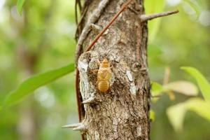 Peeling cicadas on the bark of the tree. photo