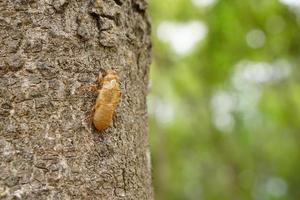 Peeling cicadas on the bark of the tree. photo