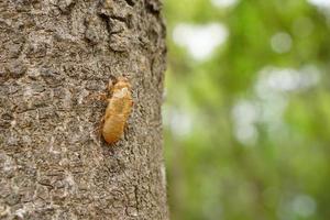 pelando cigarras en la corteza del árbol. foto